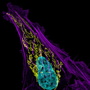 Cord Blood Cells