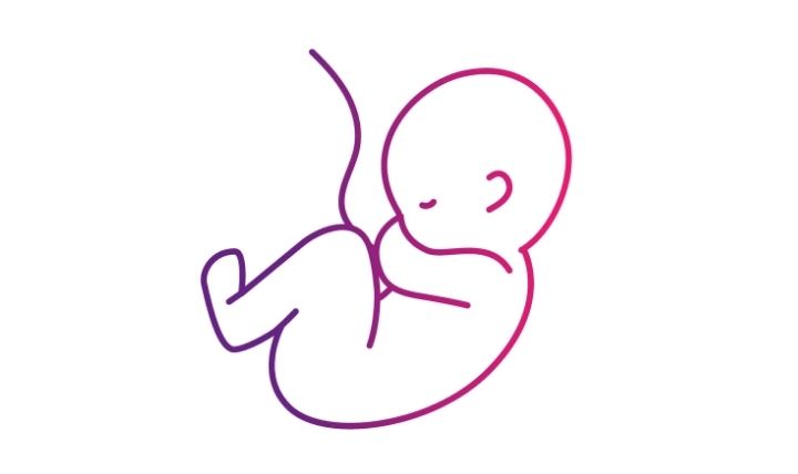 How the Umbilical Cord Is Developed