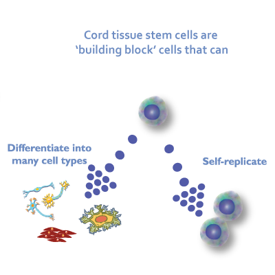 Stem Cell Life Cycle